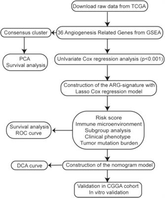 Construction and validation of an angiogenesis-related gene expression signature associated with clinical outcome and tumor immune microenvironment in glioma